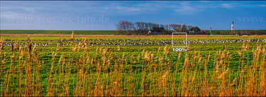 Großes Foto Kanadagänse vor Nordseedeich