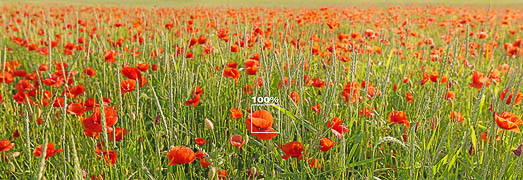 Foto Mohn groß hochauflösend