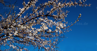 Foto Kirschbaum blühend