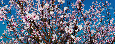 Foto Mandelblüten