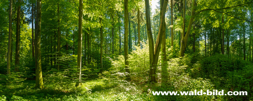 Foto Wald